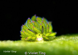 this sheep nudi is only 0.4cm. Photo taken in Lembeh. Man... by Violet Ting 
